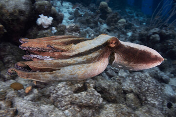 Caribbean reef octopus swimming over coral reef at night © zimagine