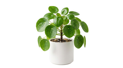 Pothos plant in white pot on black background, Green leaves and stems, Indoor gardening and decoration