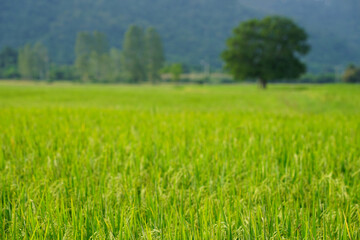Obraz premium Green rice field blurred with tree and mountain view at countryside Thailand 