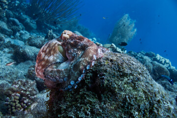 Caribbean reef octopus resting on a coral reef in Bonaire, Caribbean Sea © zimagine