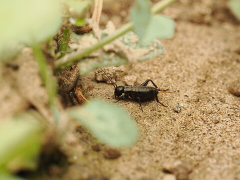 Gryllus campestris, el grillo com&uacute;n de campo, oculto entre hojas secas y tierra. Imagen enfocada en la vida silvestre, ideal para proyectos sobre fauna, entomolog&iacute;a y naturaleza. 