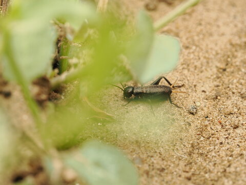 Gryllus campestris, el grillo com&uacute;n de campo, oculto entre hojas secas y tierra. Imagen enfocada en la vida silvestre, ideal para proyectos sobre fauna, entomolog&iacute;a y naturaleza. 