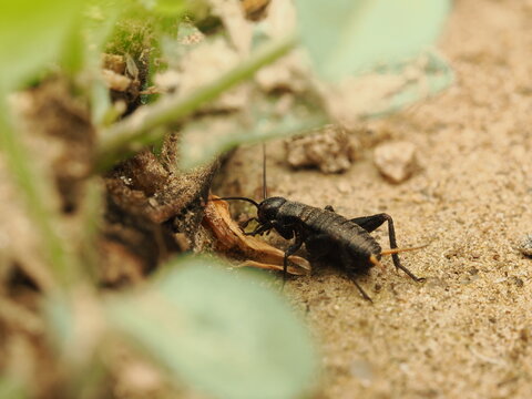 Gryllus campestris, el grillo com&uacute;n de campo, oculto entre hojas secas y tierra. Imagen enfocada en la vida silvestre, ideal para proyectos sobre fauna, entomolog&iacute;a y naturaleza. 