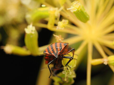 Chinche rayada (Graphosoma italicum) sobre una flor en la naturaleza. Fotograf&iacute;a vibrante de este insecto de vistosas rayas rojas y negras, ideal para proyectos sobre fauna, ecolog&iacute;a y entomolog&iacute;a.