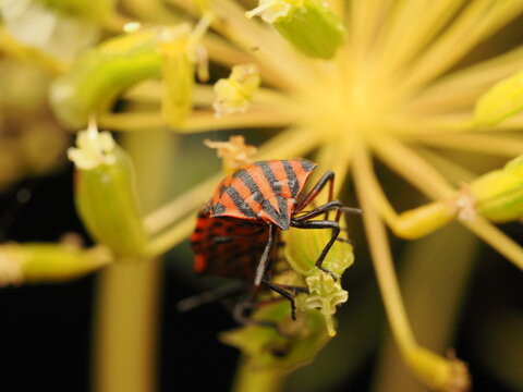 Chinche rayada (Graphosoma italicum) sobre una flor en la naturaleza. Fotograf&iacute;a vibrante de este insecto de vistosas rayas rojas y negras, ideal para proyectos sobre fauna, ecolog&iacute;a y entomolog&iacute;a.
