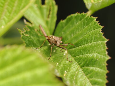 Chinche de las acederas (Coreus marginatus) posada sobre una hoja verde. Fotograf&iacute;a detallada de este insecto hem&iacute;ptero en su entorno natural, ideal para proyectos sobre fauna y biodiversidad.