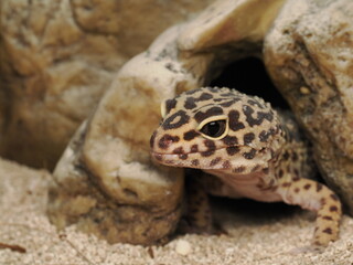 Gecko leopardo (Eublepharis macularius) asomando desde su cueva de rocas. Retrato detallado de este fascinante reptil exótico en su hábitat. Ideal para proyectos de naturaleza y mascotas © Fede