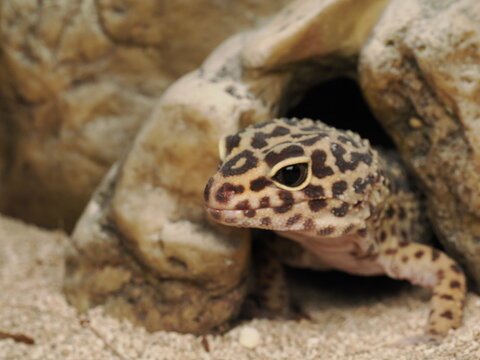 Gecko leopardo (Eublepharis macularius) asomando desde su cueva de rocas. Retrato detallado de este fascinante reptil ex&oacute;tico en su h&aacute;bitat. Ideal para proyectos de naturaleza y mascotas