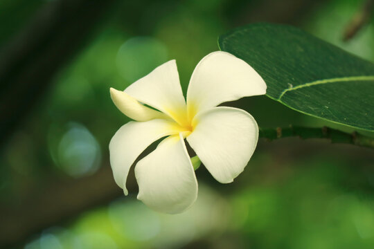 Closeup of Gorgeous Frangipani Flower (Plumeria) Blooming on the Tree