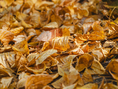 Beautiful natural carpet of dry yellow foliage on ground in sunny day. October mood, warm lighting, vibrant golden and bright orange tones, clean layout, copy space for seasonal design