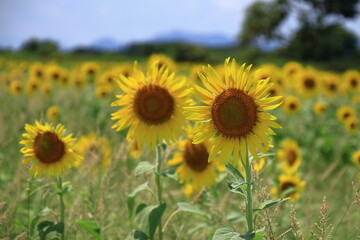 Fototapeta premium 太陽の花