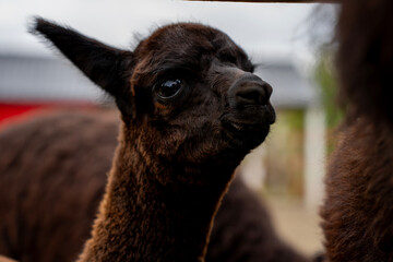 Obraz premium Black huacaya alpaca head close up in outdoor farm paddock, representing domestic camelid breeding, livestock husbandry, and fiber wool production.