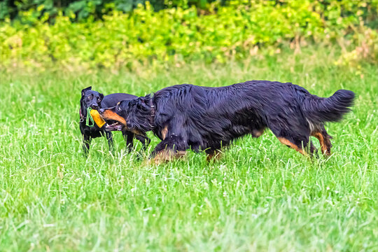 Black Hovawart Canis lupus familiaris playing tug game with companion outdoors happily