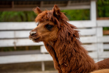 Fototapeta premium Brown fluffy huacaya alpaca head in profile standing by white wooden fence in farm paddock, representing wool production, camelid husbandry, and agritourism.