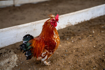 Crested brown rooster standing on earthen ground in outdoor farm hen house enclosure, representing domestic poultry breeding and organic farming. © Marina