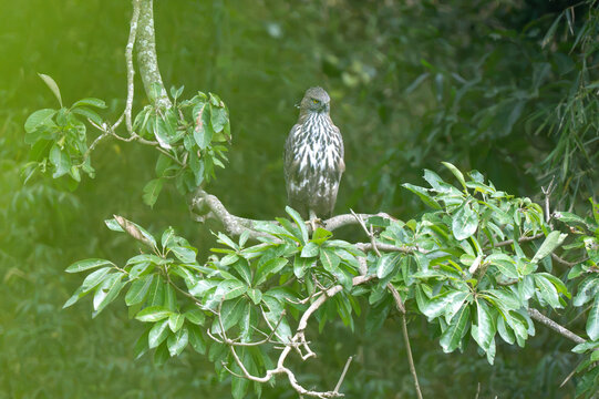 A Crested Hawk eagle sitting on a tree bough, showing sharp yellow eyes, hooked beak, and boldly streaked breast plumage. Set against green foliage in its natural habitat.