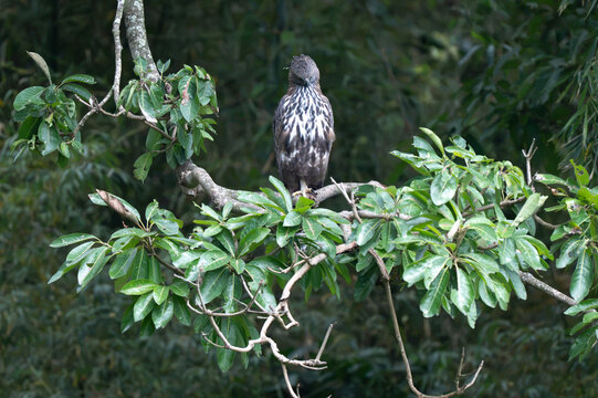 A Crested Hawk eagle sitting on a tree bough, showing sharp yellow eyes, hooked beak, and boldly streaked breast plumage. Set against green foliage in its natural habitat.