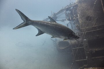 Atlantic tarpon (Megalops atlanticus) swimming beside a shipwreck © zimagine