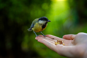 Great tit perching on human hand eating crushed nuts and seeds outdoors in city park, demonstrating wildlife trust and human connection with nature. © Marina