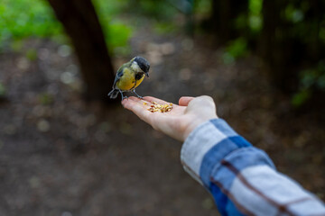 Great tit perching on human hand eating crushed nuts and seeds outdoors in city park, demonstrating wildlife trust and human connection with nature. © Marina