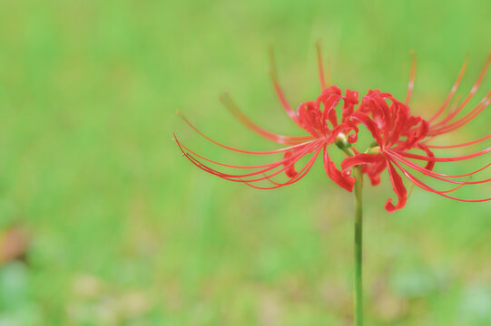 Red Spider Lily Blooming in a Japanese Field