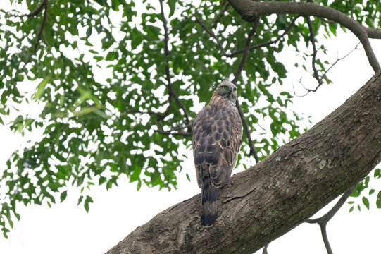 A Crested Hawk eagle sitting on a tree bough, showing sharp yellow eyes, hooked beak, and boldly streaked breast plumage. Set against green foliage in its natural habitat.
