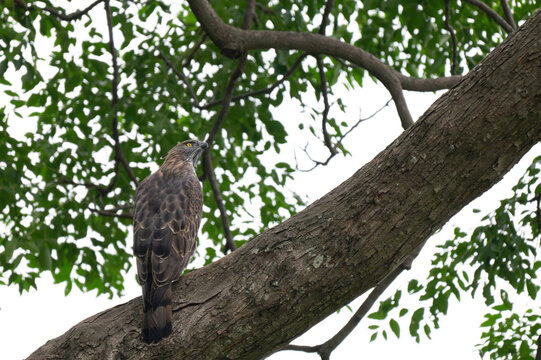 A Crested Hawk eagle sitting on a tree bough, showing sharp yellow eyes, hooked beak, and boldly streaked breast plumage. Set against green foliage in its natural habitat.