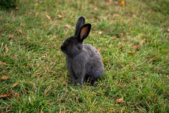Gray domestic rabbit sitting on green grass lawn outdoors, representing pet care, coniculture, lagomorph wildlife, and animal husbandry.