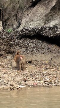 Eye level view of a monkey standing on rocky shoreline near water during day in Ha Long Bay, Vietnam
