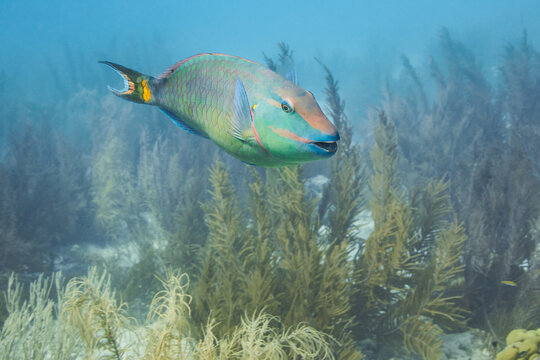 Stoplight parrotfish swimming over coral reef and soft corals in clear blue sea water