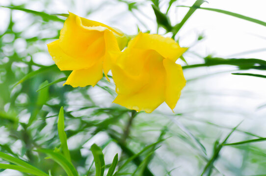 Trumpet flower , Lucky Bean or Lucky Nut or Yellow Oleander or Thevetia peruviana or APOCYNACEAE or yellow flower
