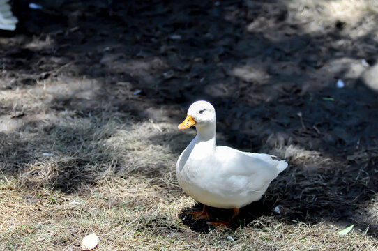 Call Duck or duck or small duck or white duck
