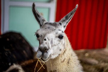 Obraz premium Spotted white llama chewing dry hay in outdoor farm paddock, representing camelid livestock farming, wool production, and rural agritourism.