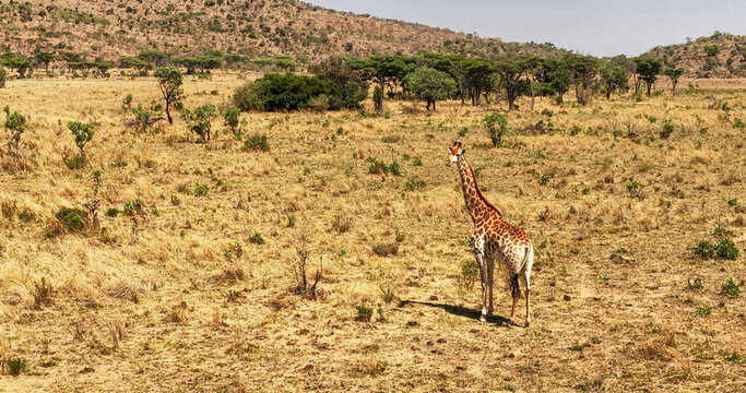 Aerial view of a lone giraffe standing in the dry African savanna wilderness with scattered trees and rolling hills in the background in Thabazimbi, Limpopo, South Africa.