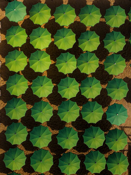 Aerial view of rows of green beach umbrellas arranged on the sandy beach in Cervia, Emilia-Romagna, Italy.