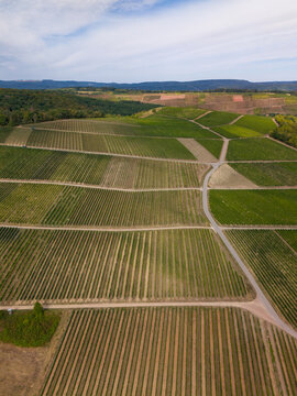 Aerial view of lush green vineyards in the Moselle valley with rows of grapevines and a winding road in Trier-Saarburg, Rhineland-Palatinate, Germany.