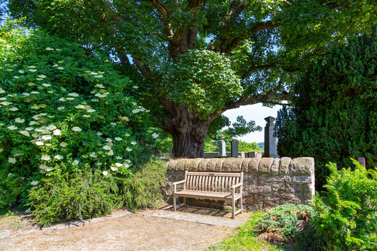 A park bench outside Beauly Priory shaded by a mighty sycamore tree (Acer pseudoplatanus), Beauly near Inverness, Scotland
