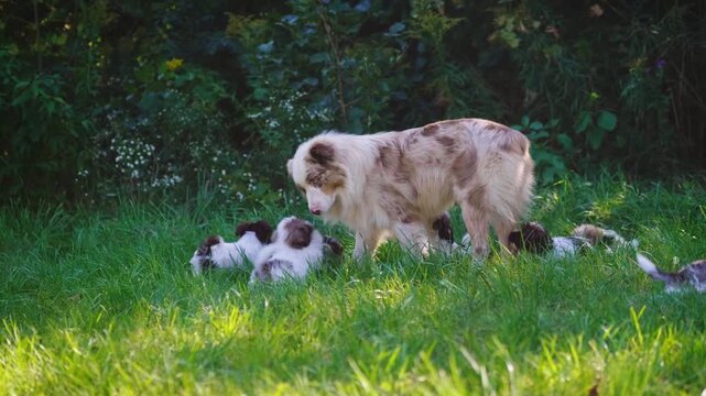 Australian shepherd playing with group of small puppies on green grass in garden.