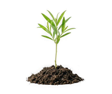 Small green plant seedling growing in soil isolated on transparent background