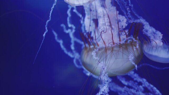 Three mesmerizing jellyfish pulsate gently in deep blue ocean water, their long tentacles flowing gracefully.
