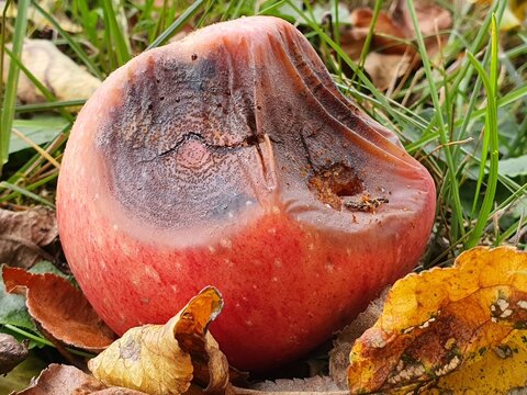 A close-up photograph of a rotting red apple lying on the ground among green grass and fallen autumn leaves. The apple displays significant decay with a large brownish-black rotten area covering the