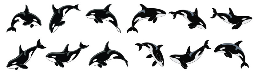 Fototapeta premium Killer Whale Clip Art Collection in Various Body Positions, Orca Vector Set.