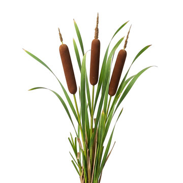 Three brown cattail plants with green leaves isolated on transparent background