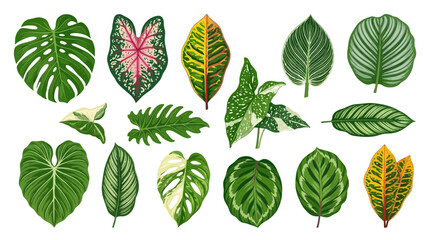 Set of Various Tropical Exotic Leaves and Houseplants © Stevi