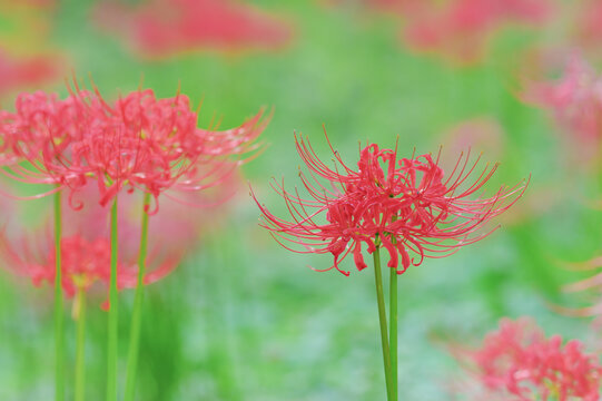 Beautiful red spider lily flowers in full bloom with soft blurred green background