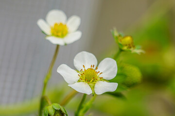 Close-up of a white strawberry flower blooming on a green plant, with delicate petals and yellow stamens in a soft natural background. © LeeSensei