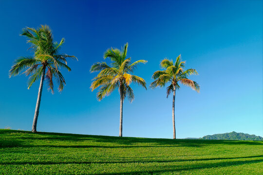 Palm trees with bright blue sky and freshly cut lawn