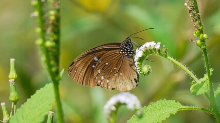 Beautiful macro shot of a brown Crow butterfly with distinctive white spots perching on white Heliotropium indicum flowers in a lush green garden setting during a bright sunny day in nature. © Silmiart