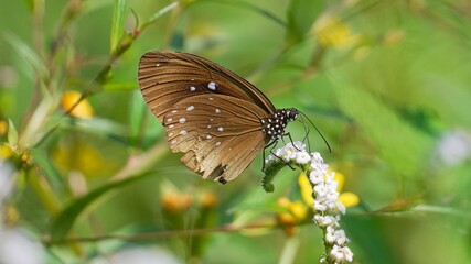 Close-up of a Brown Butterfly with White Spots Perched on a Delicate Small White Flower in a Lush Green Garden Background, Capturing the Intricate Details of Nature and Wildlife Diversity. © Silmiart