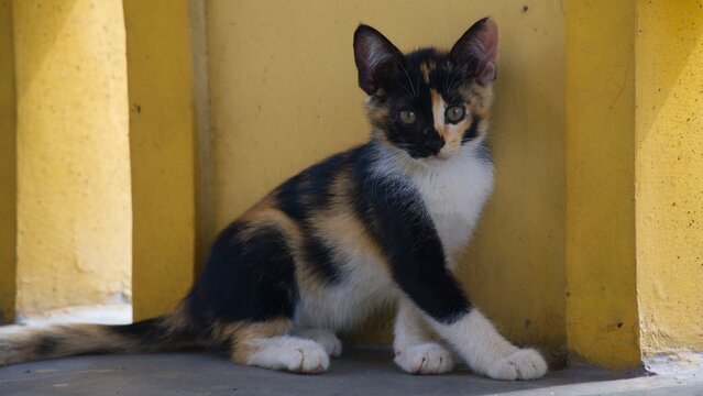 Adorable young calico kitten with unique half-black half-ginger face pattern sitting outdoors against a yellow wall background, curious stray cat looking at the camera in bright daylight.
